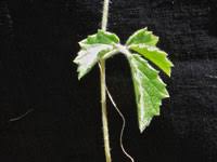 Image result for Cyphostemma adenocaule