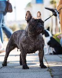 What Do You Need To Know About The French Bulldog Lifespan French Bulldog Breed