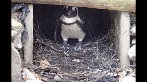 But polar bears could supplement their diet with some penguins. Penguins
