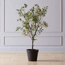 Indoor Olive Trees Are The Next It Plant Here S How To Care For One Indoor Olive Tree Faux Olive Tree Olive Tree Care