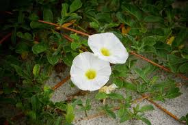 Image result for Ipomoea ephemera