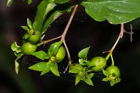 Image result for Heinsia