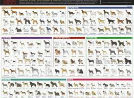 Dog Breed Classifications Pics Pets Nigeria Dog