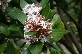 Image result for Marsdenia cynanchoides