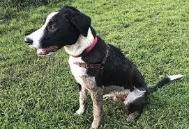 Lilly is my 1 year old short haired border collie. 27 Beautiful Border Collie Mixes Find The Perfect Mix