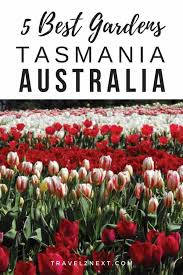 Van diemen quality bulbs is located at table cape farm, wynyard tasmania. Tasmania Gardens And Fields Top 5 In Tasmania Travel2next