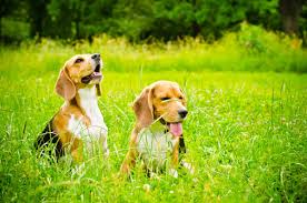 Looking for the best beagle names out there? Male Vs Female Beagle Which One Is Better Bubbly Pet