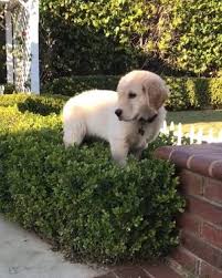 I'm the breeder behind montrose goldens located in chicago, il. Taylormade Miniature Golden Retriever