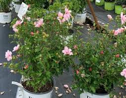 Image result for Hibiscus syriacus ´Pink Chiffon