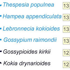 Image result for Gossypioides kirkii