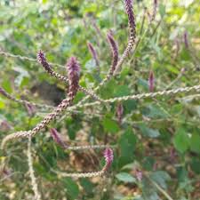 Image result for Achyranthes aspera