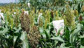 Image result for Sorghum