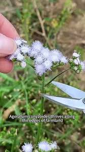 Image result for Ageratum conyzoides
