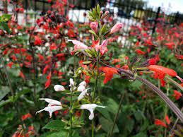 Maybe you would like to learn more about one of these? Native Wildflowers Buy Florida Friendly Plants Largo And St Petersburg