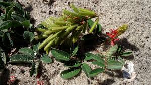Image result for Indigofera hilaris