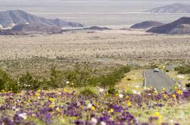 Along roads leading into the park, long rows of bright yellow daisies wave. Three Desert Wildflower Destinations