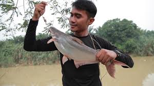 Rugi jika lepaskan peluang berkunjung ke tempat memancing di selangor ini. 06 Berentap Dengan Patin Sg Dengkil Edisi Selangor 04 Youtube