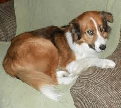 They are increasingly becoming popular today for their friendly demeanor and energetic personas. Aussie Border Collie Mix Adopt