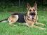 Black Short Haired German Shepherd Puppies
