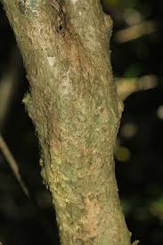 Image result for Sclerochiton kirkii