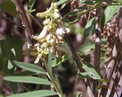 Image result for Tephrosia nyikensis