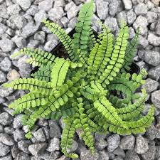 Image result for Asplenium markusbeckeri