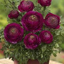 Looking For Prolific Terrific Bulbs Check Ranunculus Flower Seeds Creative Flowers Ideas Flowers