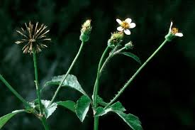 Image result for Bidens sp.no.1