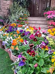 I love Coneflowers. They come back every year around my patio.