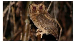 Maybe you would like to learn more about one of these? Makanan Burung Hantu Berdasarkan Jenisnya Yang Mudah Ditemukan Hot Liputan6 Com