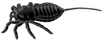 Image result for Arthropteris anniana