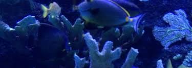 Antalya Aquarium Konyaalti Da Akvaryum