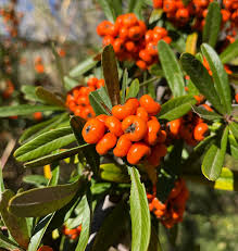 Image result for Polygala macrostigma