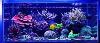 Best 60 Gallon Aquarium Reviews And Guide Setup Ideas Top