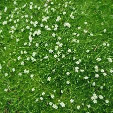 .soothes the mucous membranes of the digestive tract and al. Irish Moss Ground Cover Plants Seed Ground Cover Plants Fairy Garden Plants Ground Cover