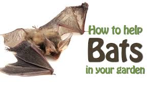 Bats are essential to ecosystem stability. Welcome Bats Into Your Garden Acer Ecology