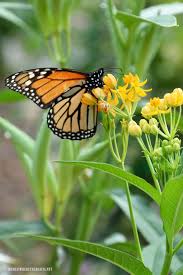 In The Garden Monarchs Milkweed Ladybugs And Aphids Milkweed Monarch Butterfly Garden Aphids