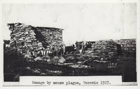 Large rural portions of inland new south wales and queensland are being overrun by millions of mice, which at one farm, the mice ate through hundreds of thousands of dollars of hay bales, reducing them to mounds of dust in a matter of weeks. Australia S Mouse Plagues Amusing Planet