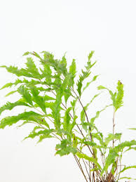 Image result for Drynaria volkensii