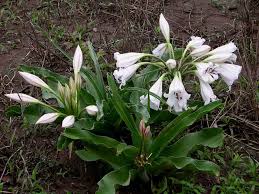 Image result for Crinum macowanii