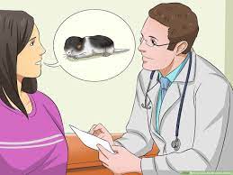 How To Care For Newborn Kittens: 13 Steps (With Pictures)