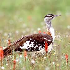 Image result for hifadhi ya kitulo