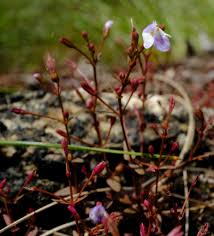 Image result for Linderniella