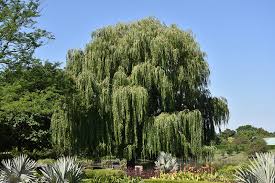 Image result for Salix babylonica