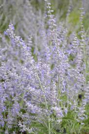 Image result for Perovskia atriplicifolia lacey blue lisslitt photo