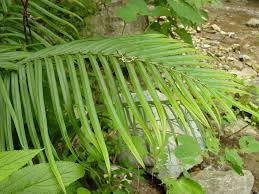 Image result for Pteris commutata