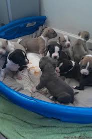 This makes the pitbull terrier a favorite for adoptions by young families in san diego. Pitbull Puppies 4 Sale For Sale In San Diego California Classified Americanlisted Com
