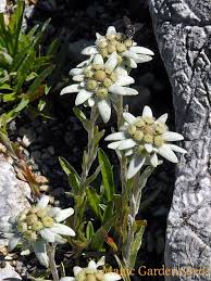 Alpen Edelweiss Steht Unter Strengem Naturschutz Wer Die Heilende Pflanze Nutzen Mochte Muss Sie Selbst Anbauen Im Pflanzen Heilpflanzen Mehrjahrige Pflanzen