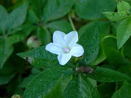 Image result for Ipomoea magnusiana