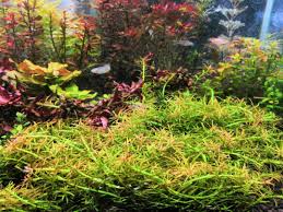Travel guide resource for your visit to goiás. Rotala Mexicana Sp Goias Submersed End 7 11 2021 10 37 Am